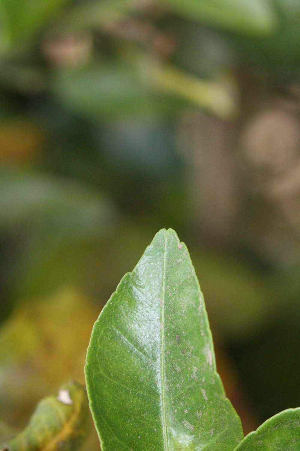              Margin (Riverside, CA)       